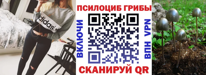где купить Кондрово Галлюциногенные грибы Cubensis
